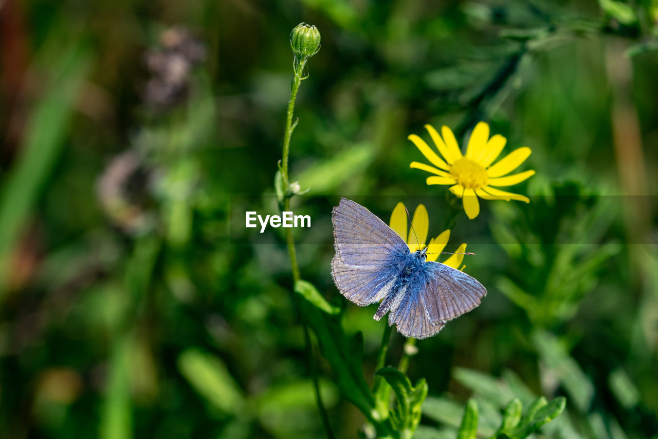 Common blue butterfly, polyommatus icarus, collected nectar pollen from a vibrant yellow wild flower