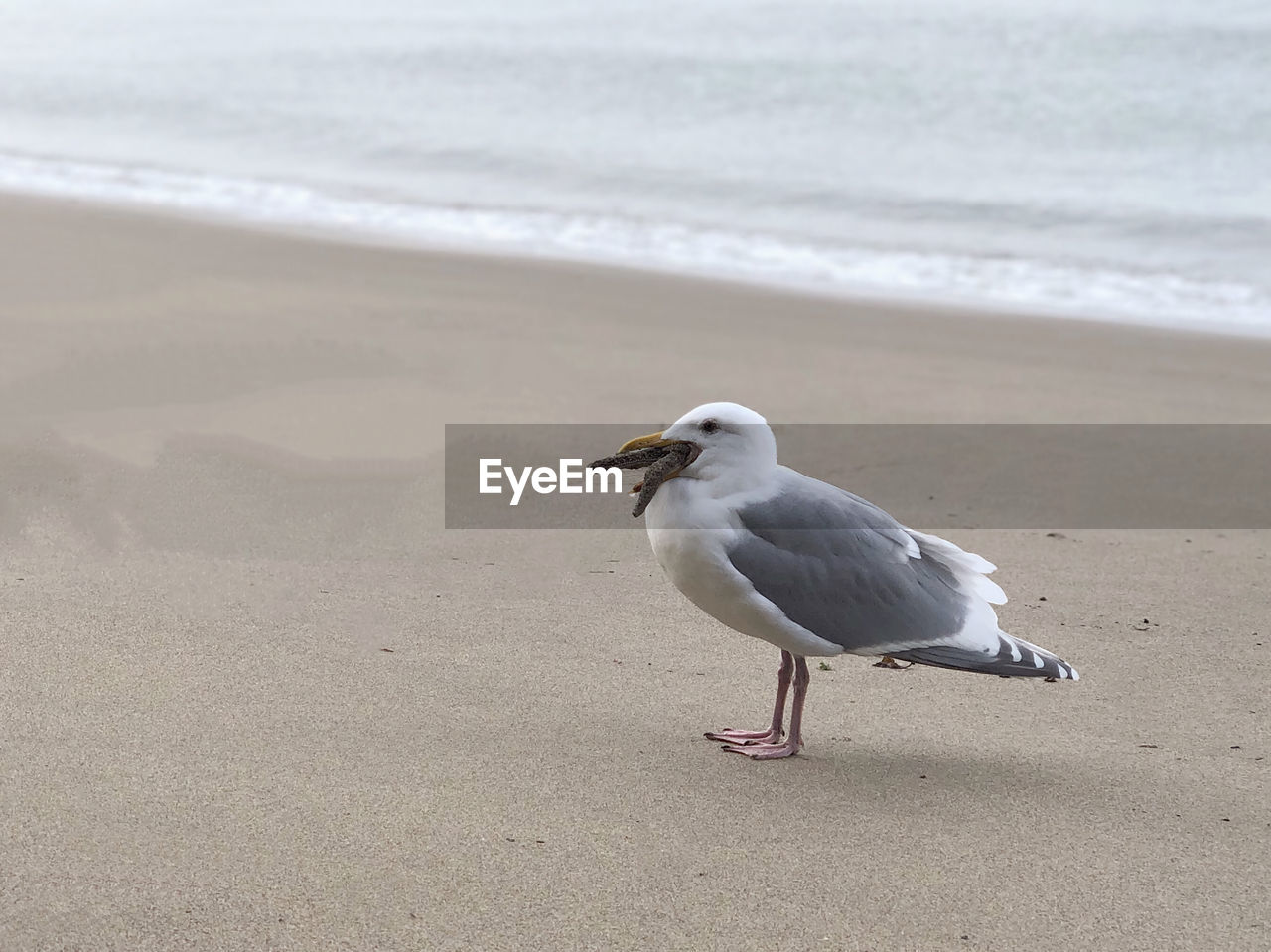 SEAGULL PERCHING ON BEACH