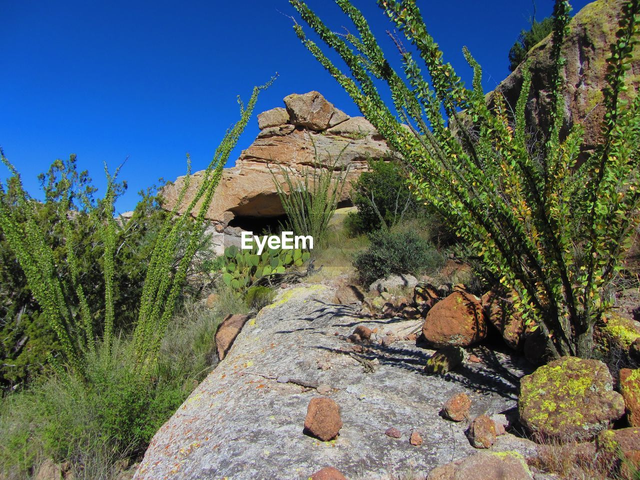 LOW ANGLE VIEW OF CACTUS PLANTS AGAINST SKY