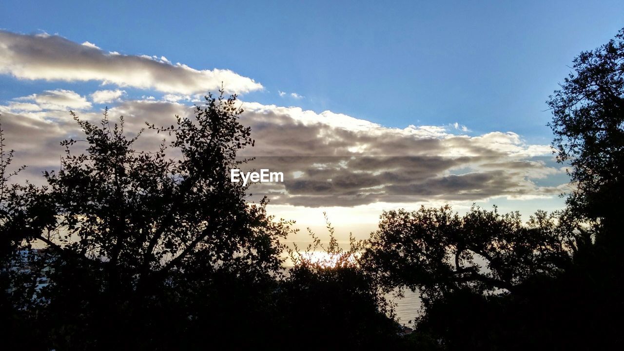 LOW ANGLE VIEW OF TREES AGAINST SKY