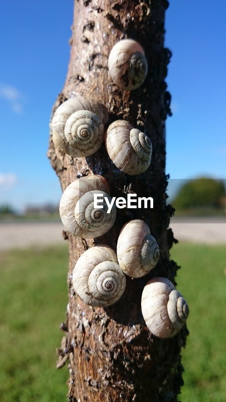 CLOSE-UP OF SNAILS