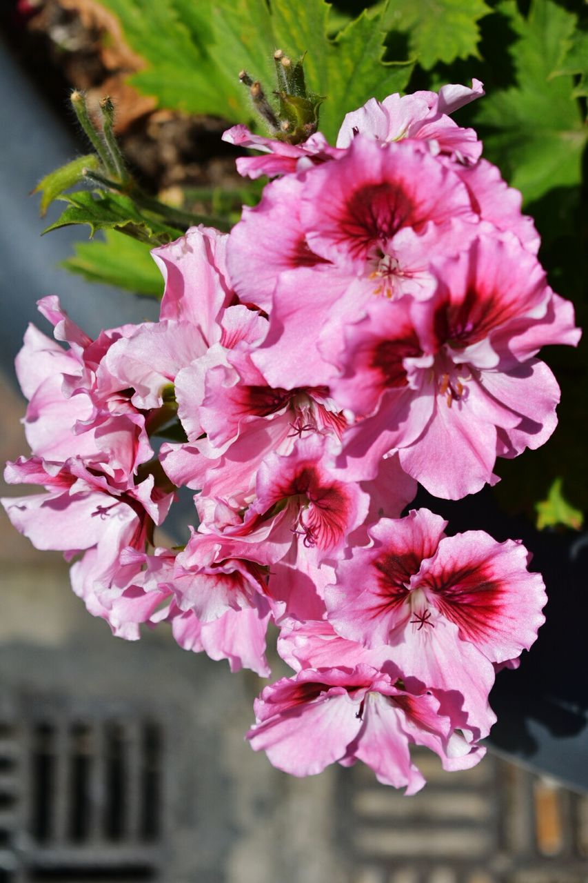 CLOSE-UP OF PINK FLOWERS OUTDOORS