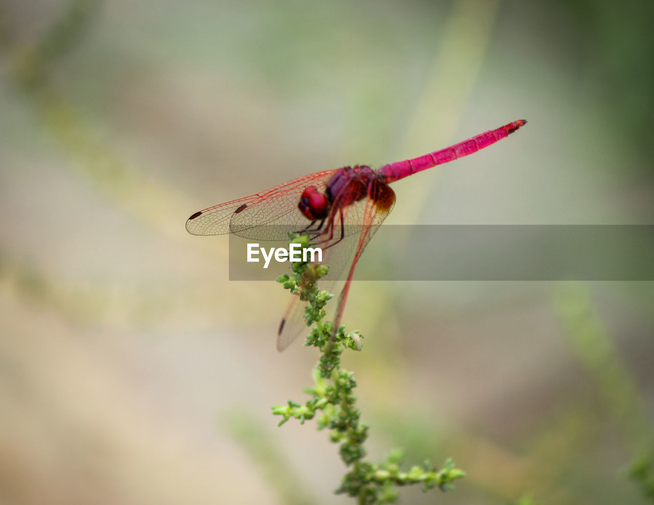 CLOSE-UP OF DRAGONFLY