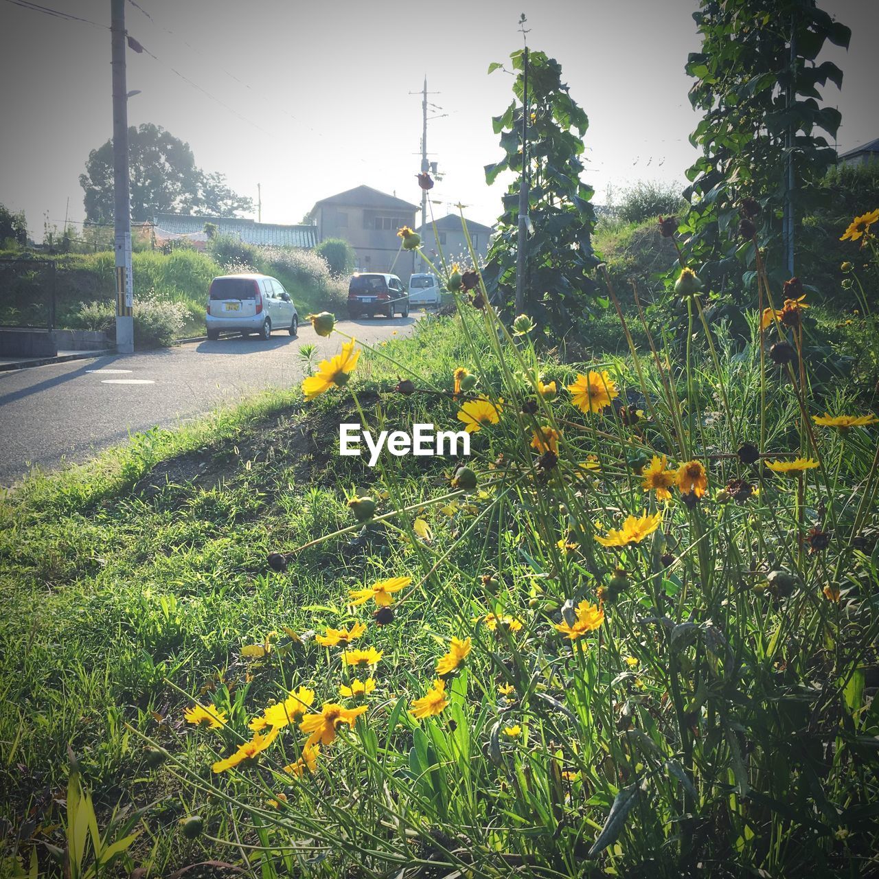 YELLOW FLOWERS ON ROAD