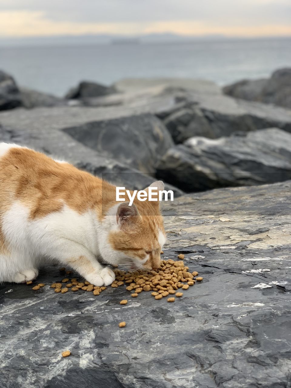 Cat lying on the beach