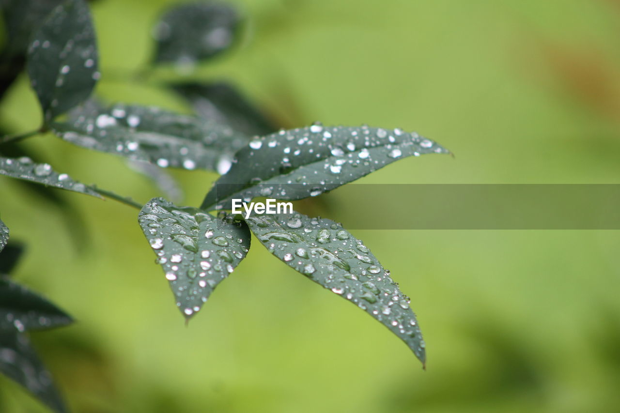 Close-up of water drops on leaves