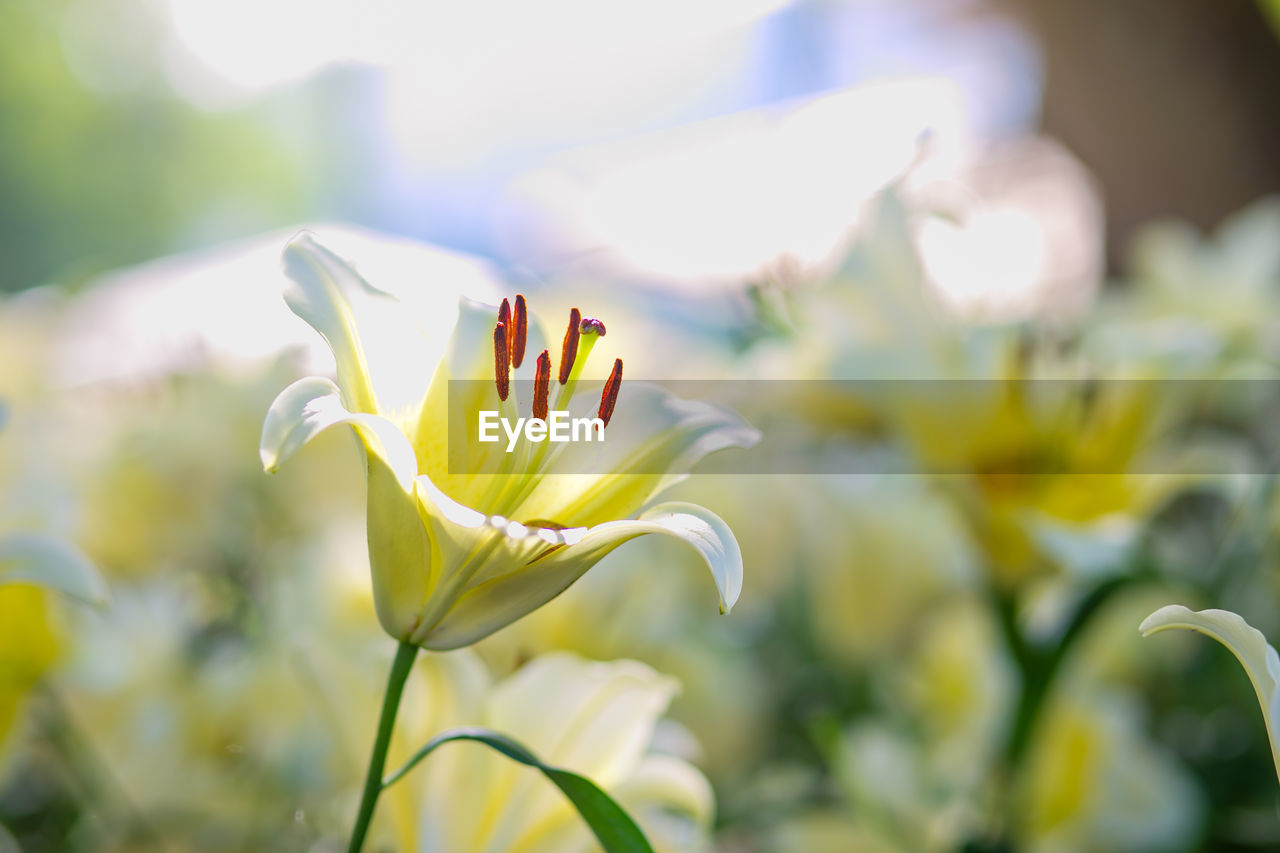 flower, yellow, flowering plant, plant, freshness, beauty in nature, nature, fragility, close-up, petal, growth, flower head, blossom, green, macro photography, focus on foreground, no people, selective focus, inflorescence, springtime, outdoors, sunlight, day, summer, wildflower