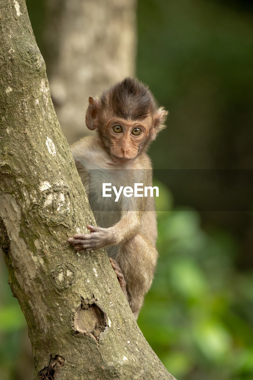 Baby long-tailed macaque faces camera on tree