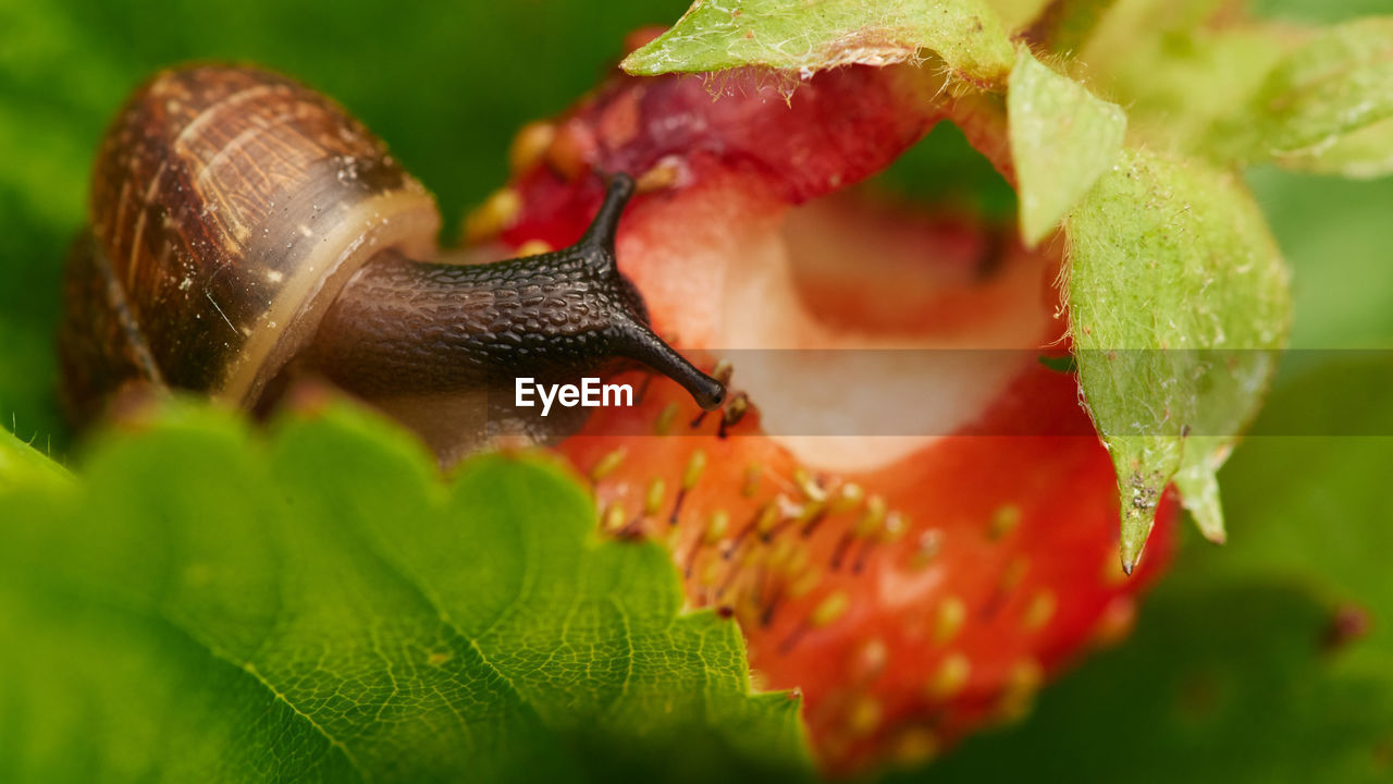 CLOSE-UP OF SNAIL ON PLANTS