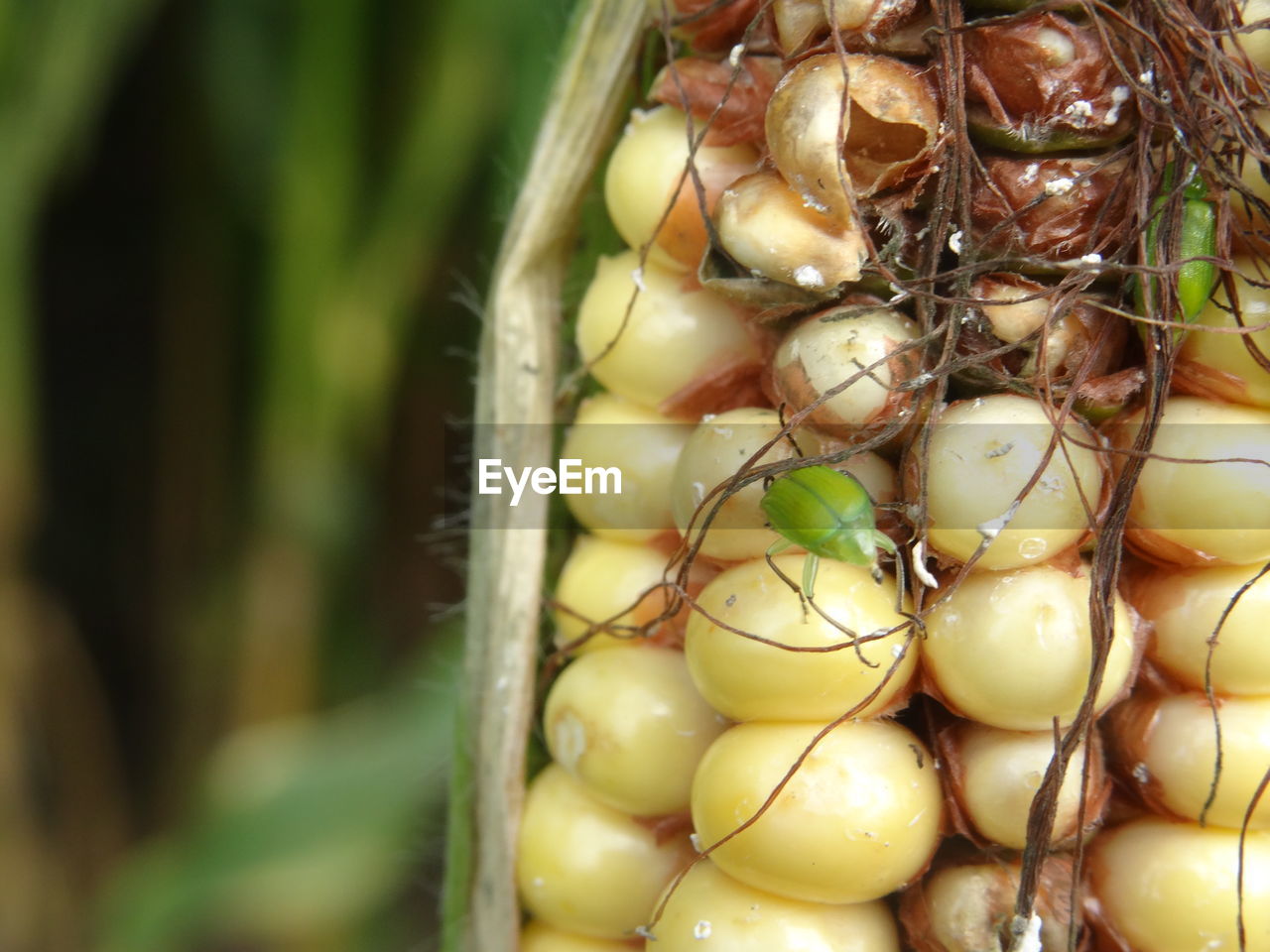 Close-up of bug on corn