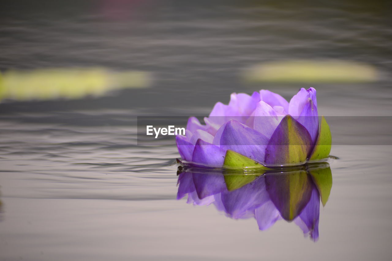 CLOSE-UP OF PURPLE LOTUS FLOATING ON WATER