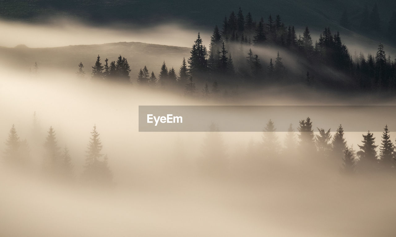 Trees in forest against sky during foggy weather