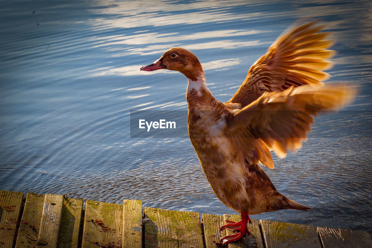 CLOSE-UP OF DUCK BY LAKE