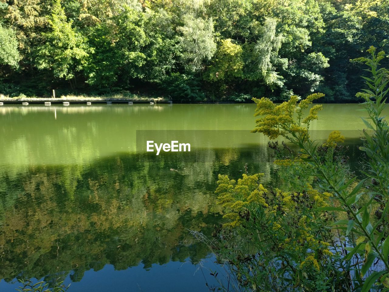 Scenic view of lake by trees against sky