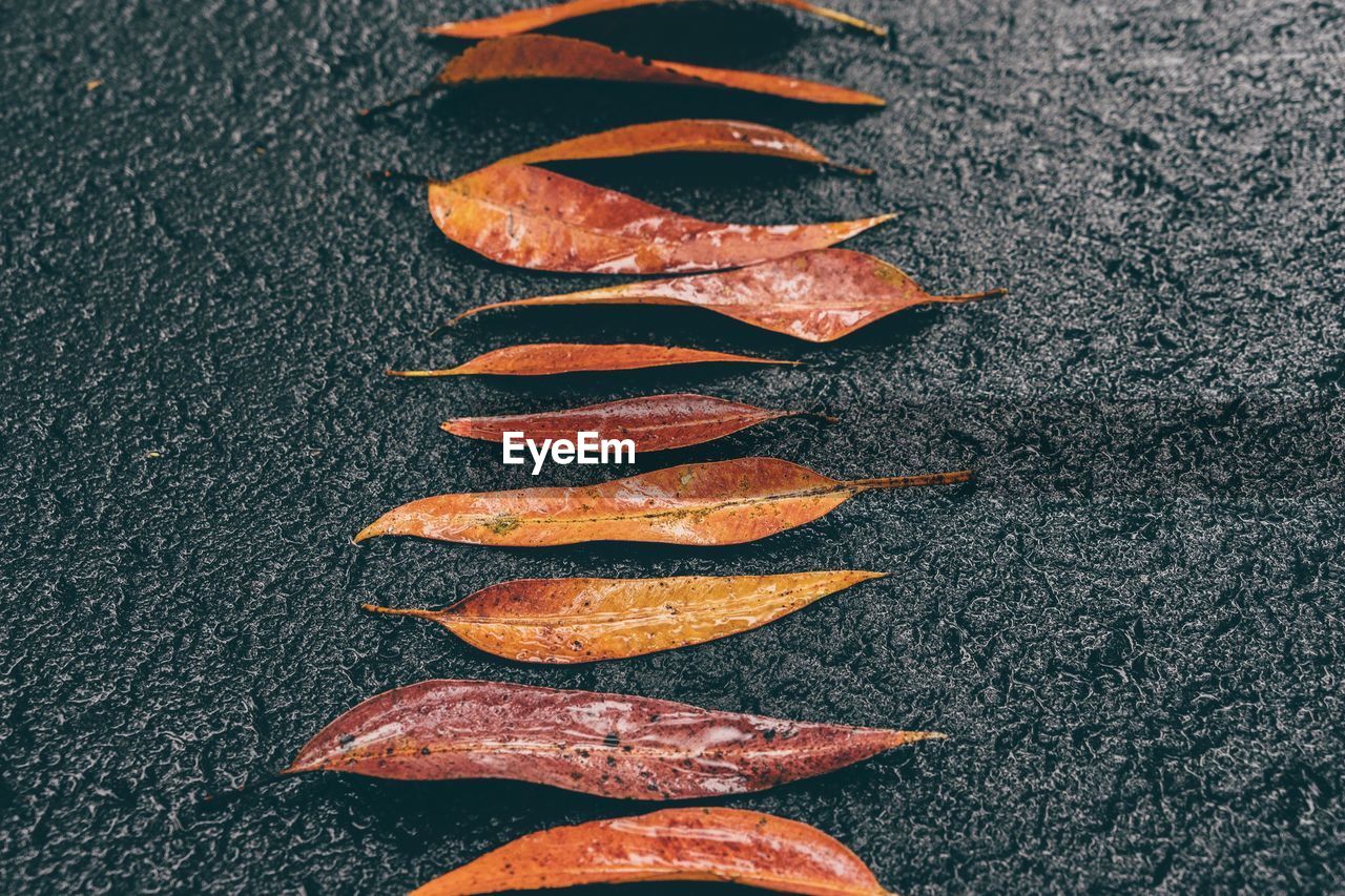 HIGH ANGLE VIEW OF ORANGE SLICE OF LEAF