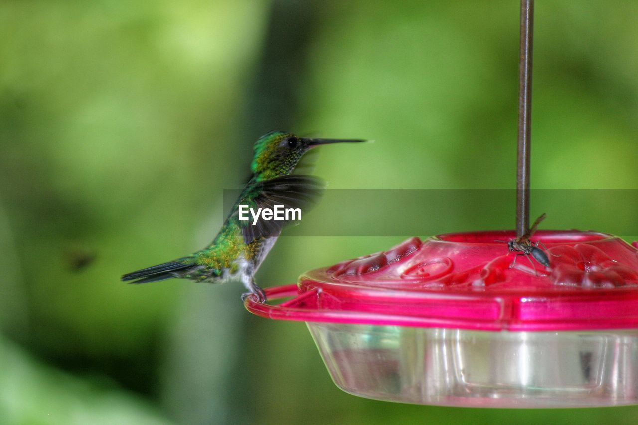 Close-up of hummingbird and insect on bird feeder