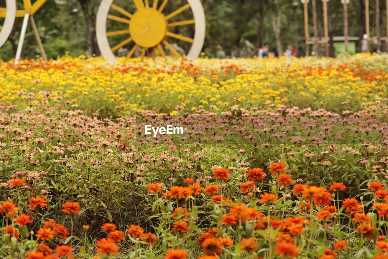 YELLOW FLOWERS IN GARDEN