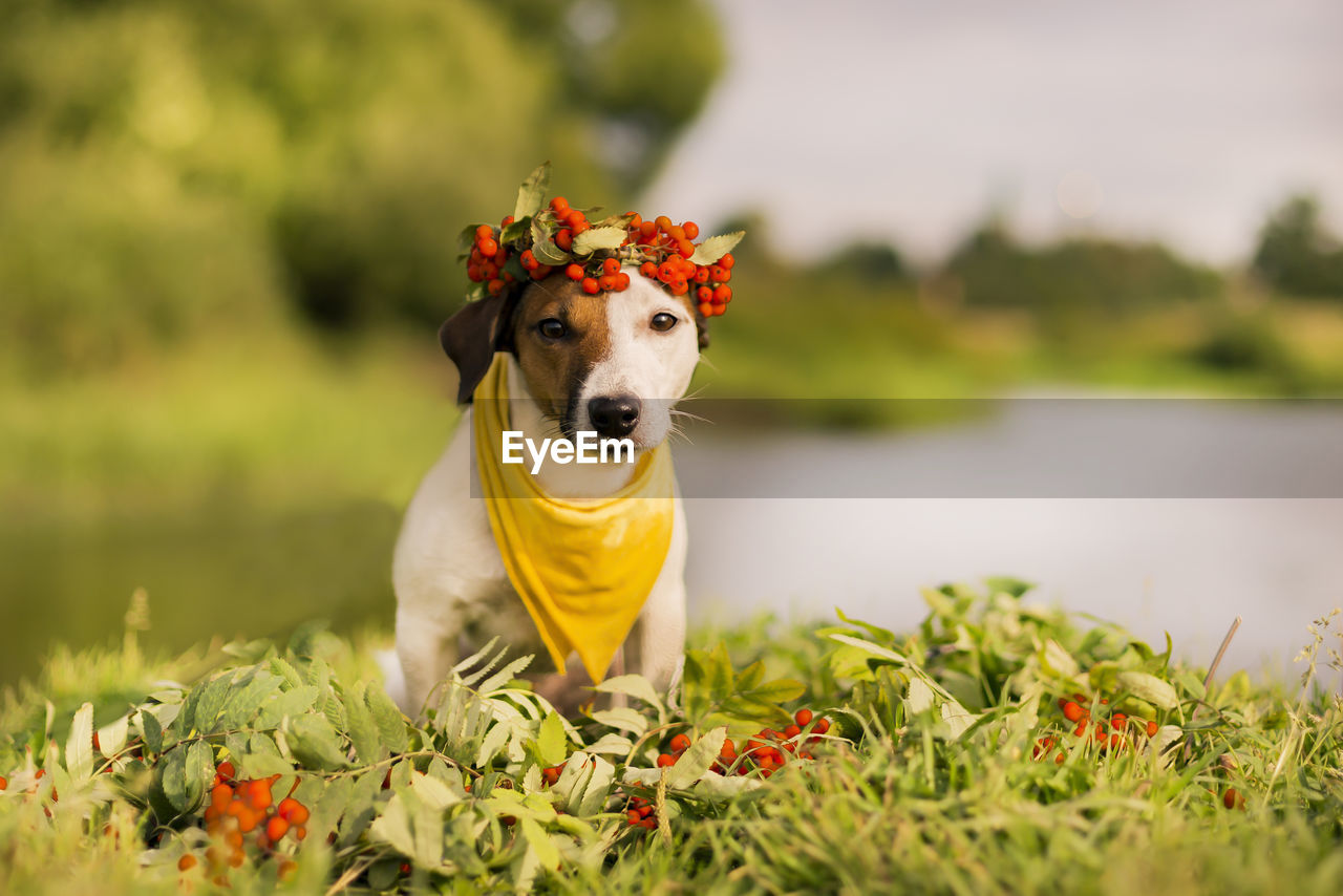 PORTRAIT OF A DOG ON A LAND