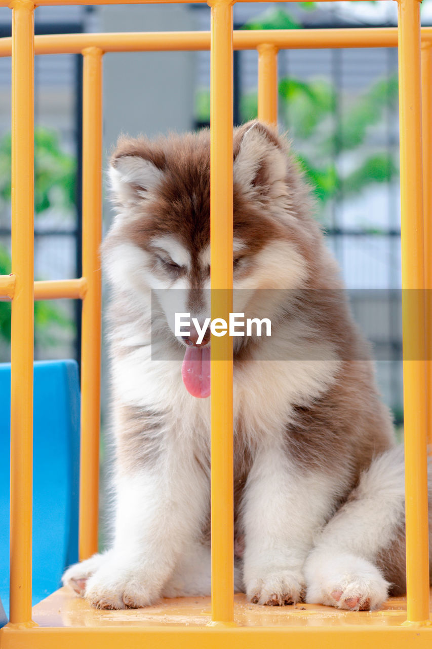 PORTRAIT OF DOG SITTING ON METAL IN CAGE