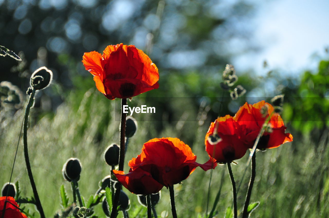 ORANGE POPPY BLOOMING ON FIELD