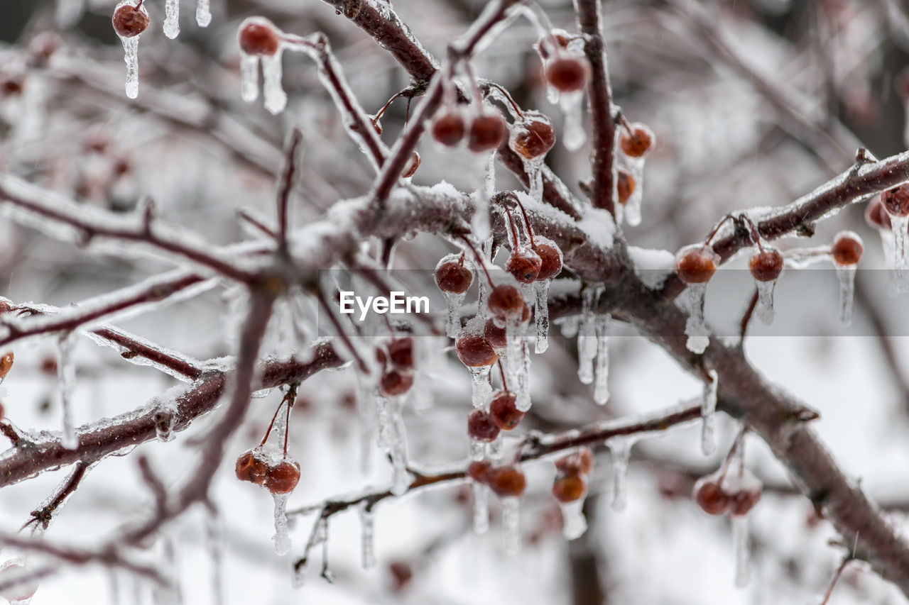 Close-up of frozen berry tree during winter