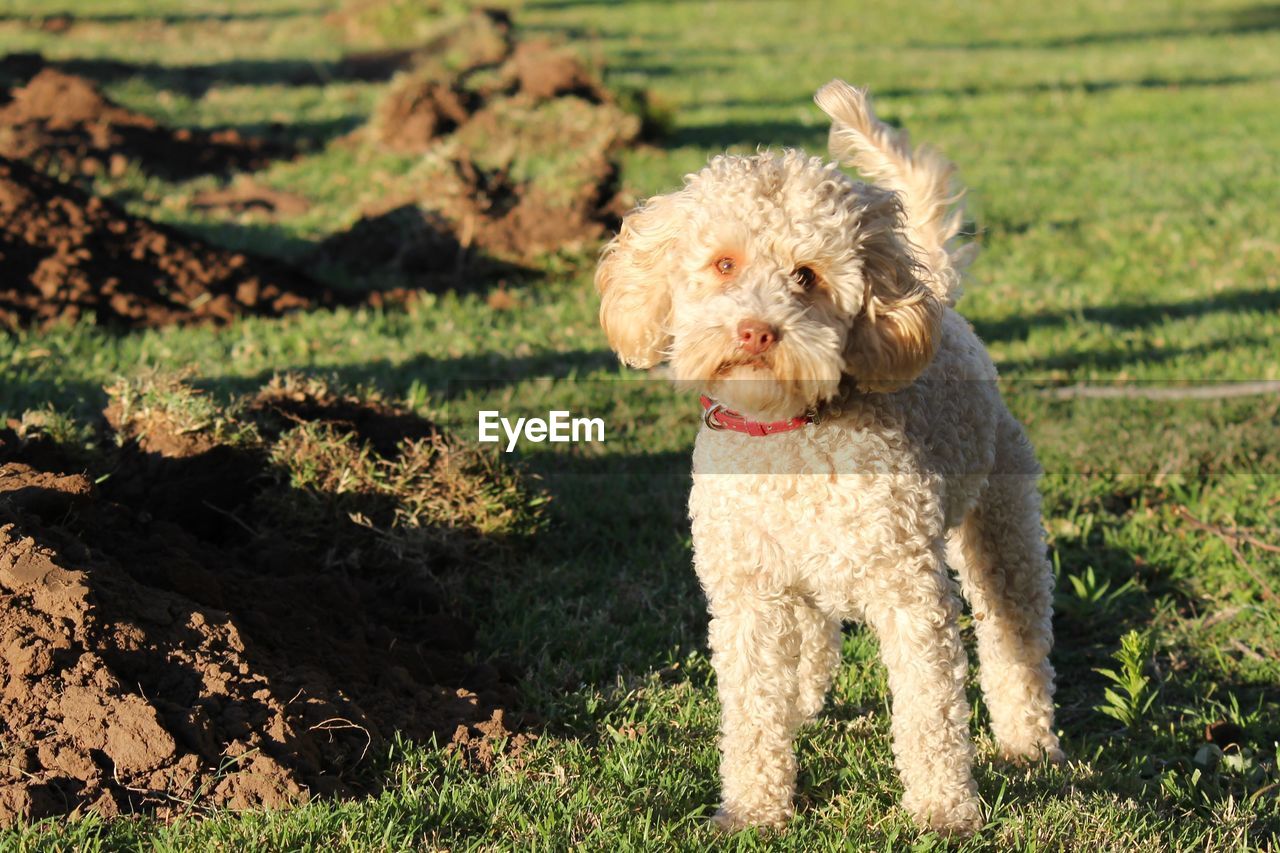 A cute white dog digging holes