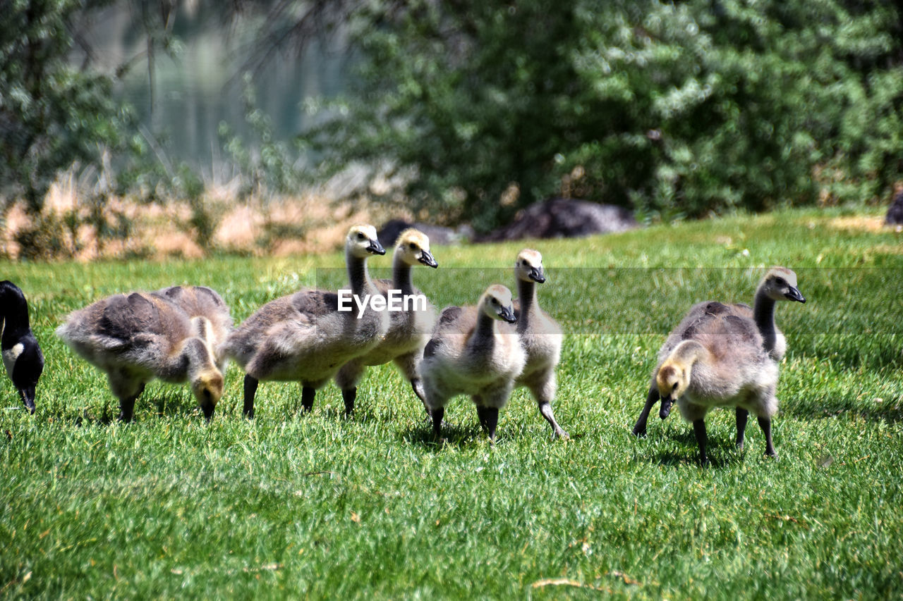 animal themes, animal, bird, grass, wildlife, goose, ducks, geese and swans, animal wildlife, group of animals, plant, water bird, duck, nature, land, no people, field, canada goose, green, large group of animals, day, young animal, outdoors, gosling, beauty in nature