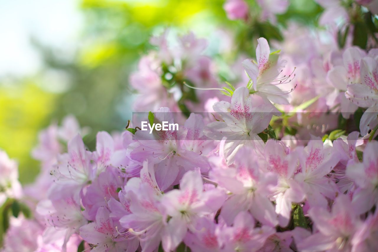 CLOSE-UP OF PINK FLOWERS BLOOMING ON TREE