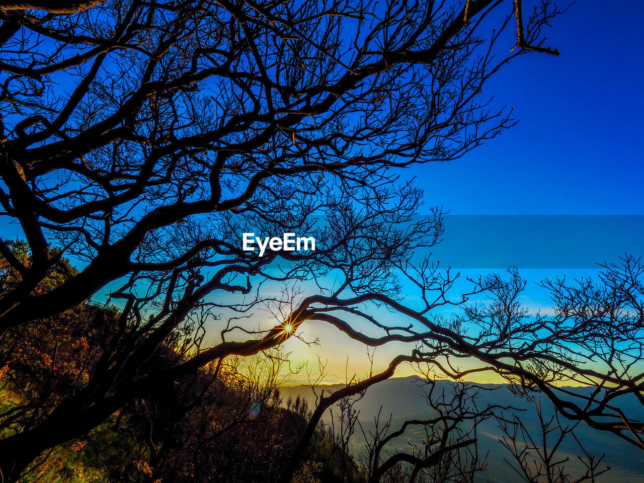 LOW ANGLE VIEW OF SILHOUETTE BARE TREE AGAINST SKY