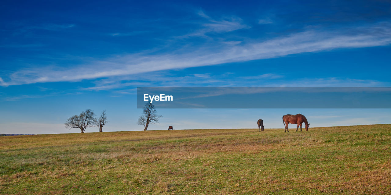 Thoroughbred horses grazing on late autumn grass in the afternoon.