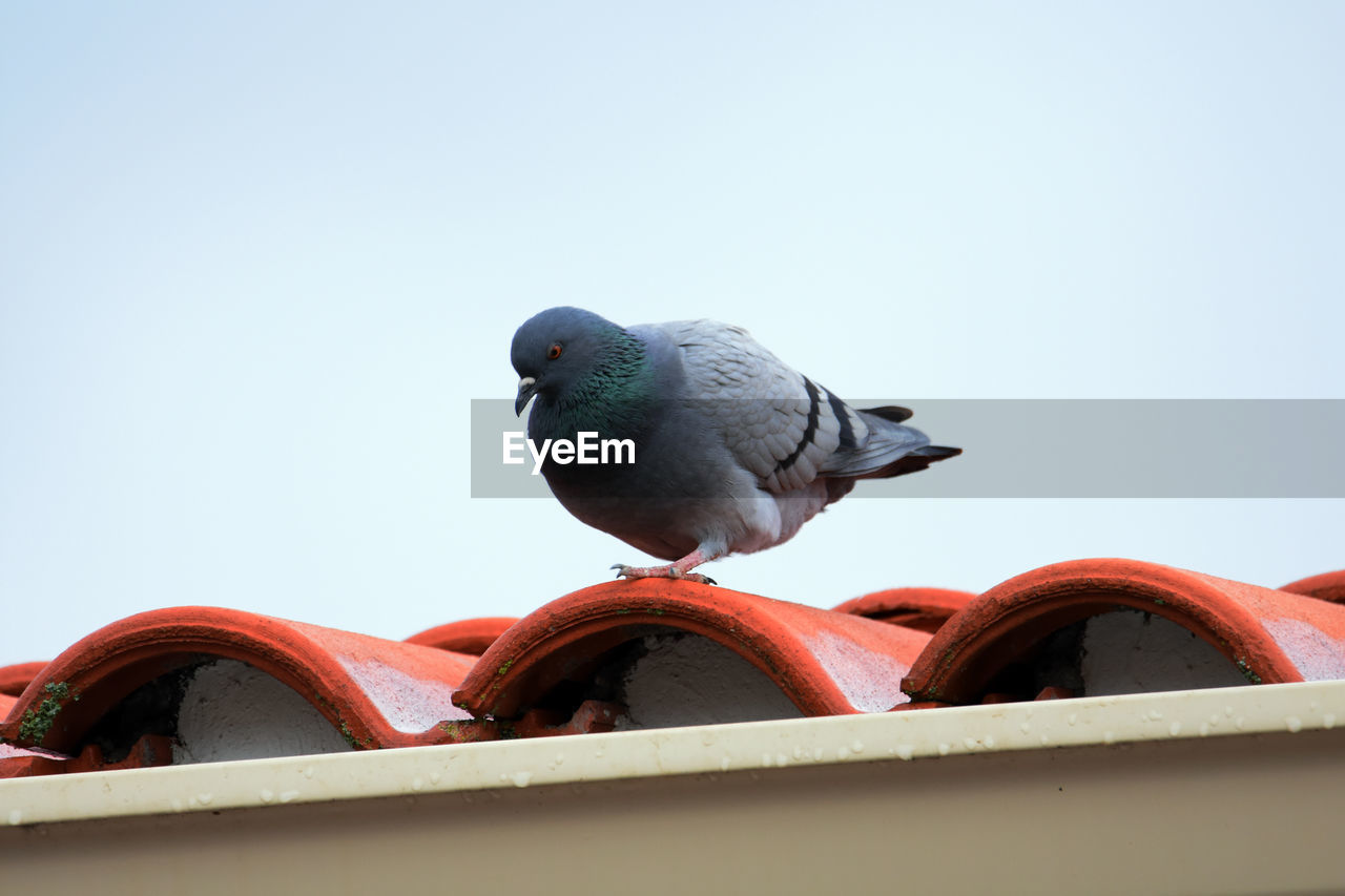 LOW ANGLE VIEW OF BIRD PERCHING ON THE WALL