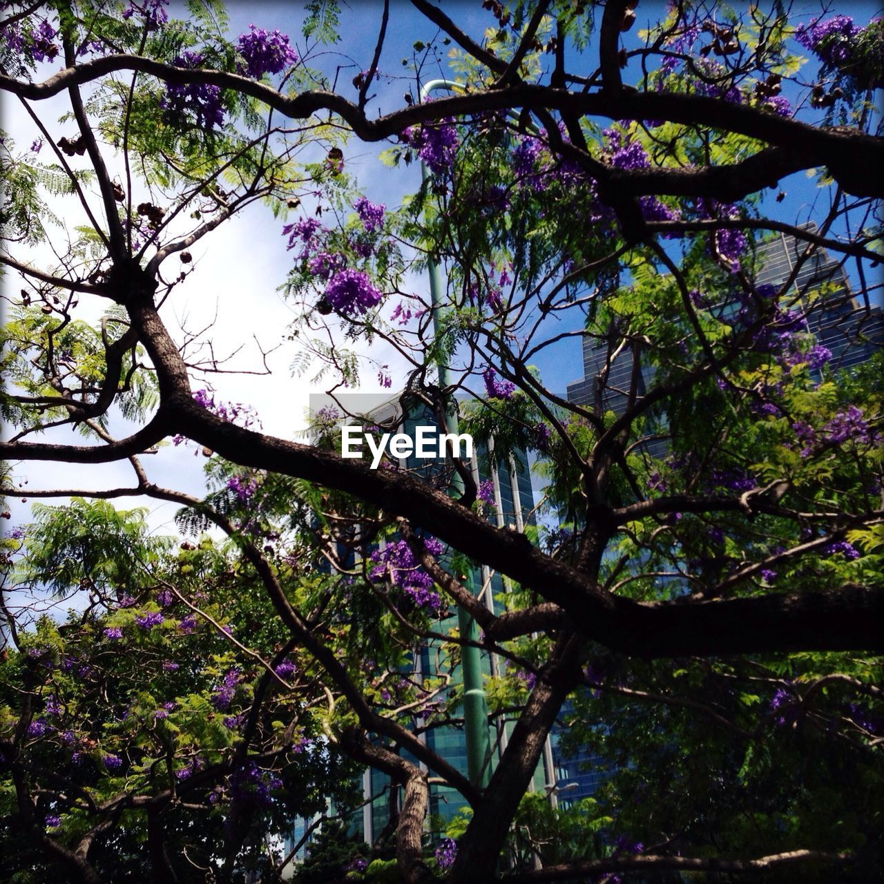 Purple flowers blooming on tree against buildings in city