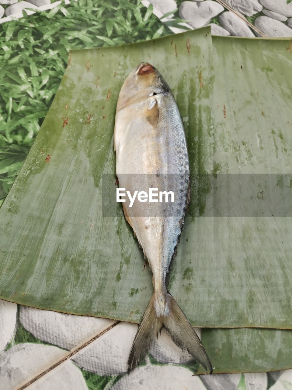 High angle view of dead fish on wood
