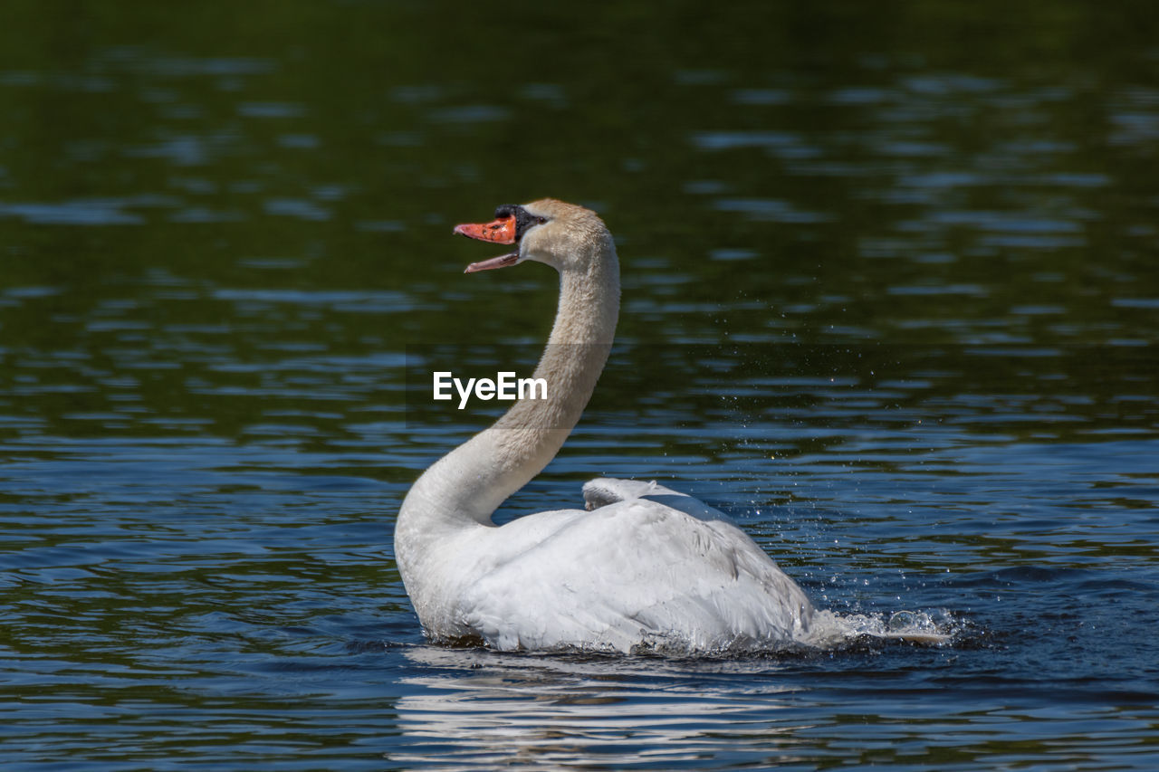 Adult male mute swan displaying wings on the huron river