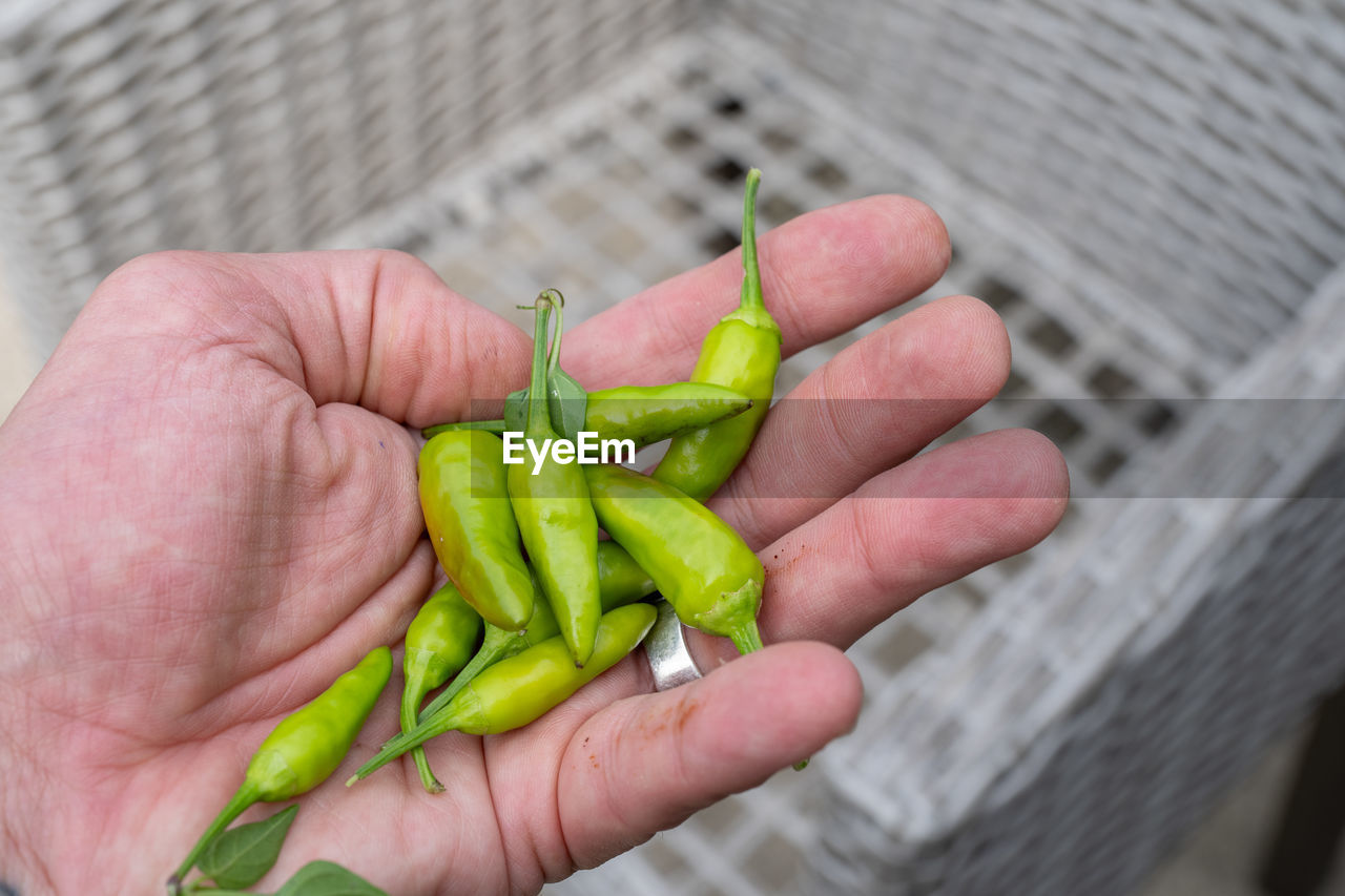 Vibrant green chili peppers are organic and fresh picked and waiting to be eaten