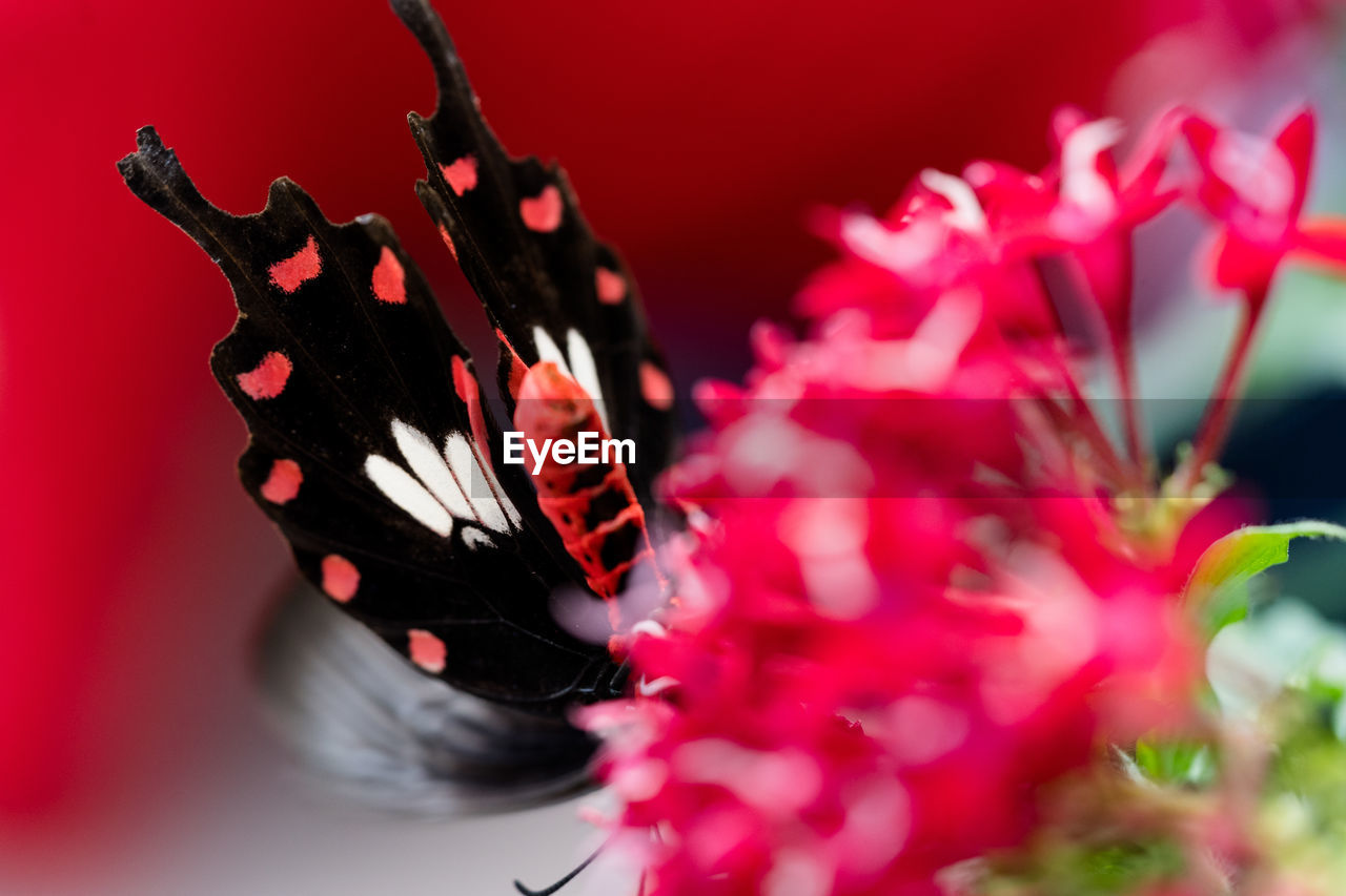 CLOSE-UP OF BUTTERFLY ON RED ROSE FLOWER