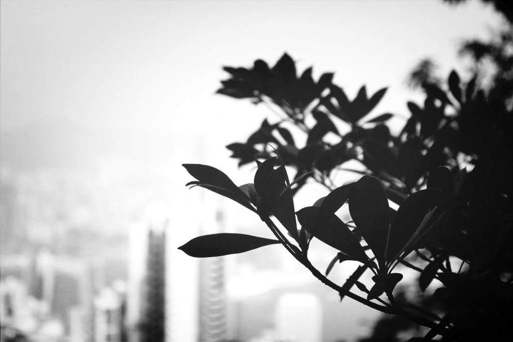 Silhouette branch against cityscape