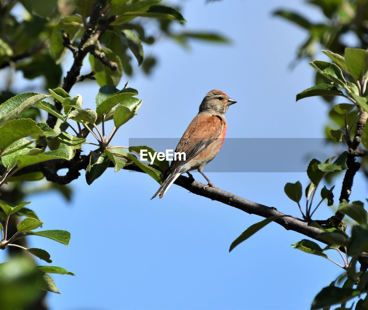 LOW ANGLE VIEW OF BIRD PERCHING ON PLANT