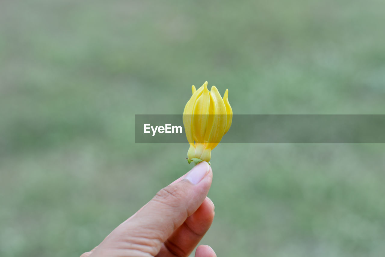 CLOSE-UP OF HAND HOLDING YELLOW ROSE FLOWER