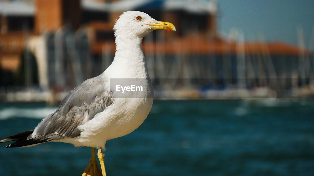 Close-up of seagull perching against sea