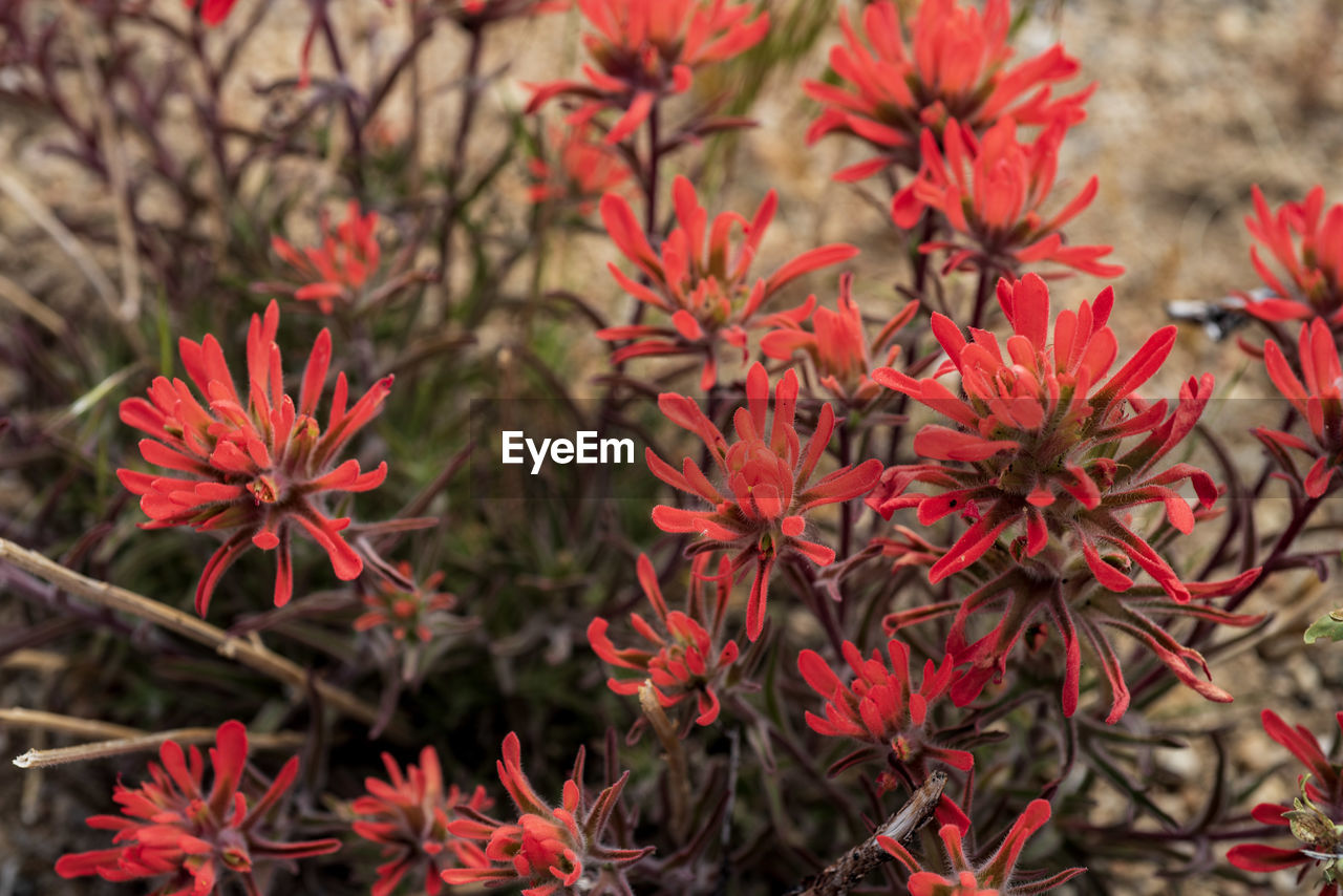 HIGH ANGLE VIEW OF RED FLOWERING PLANT