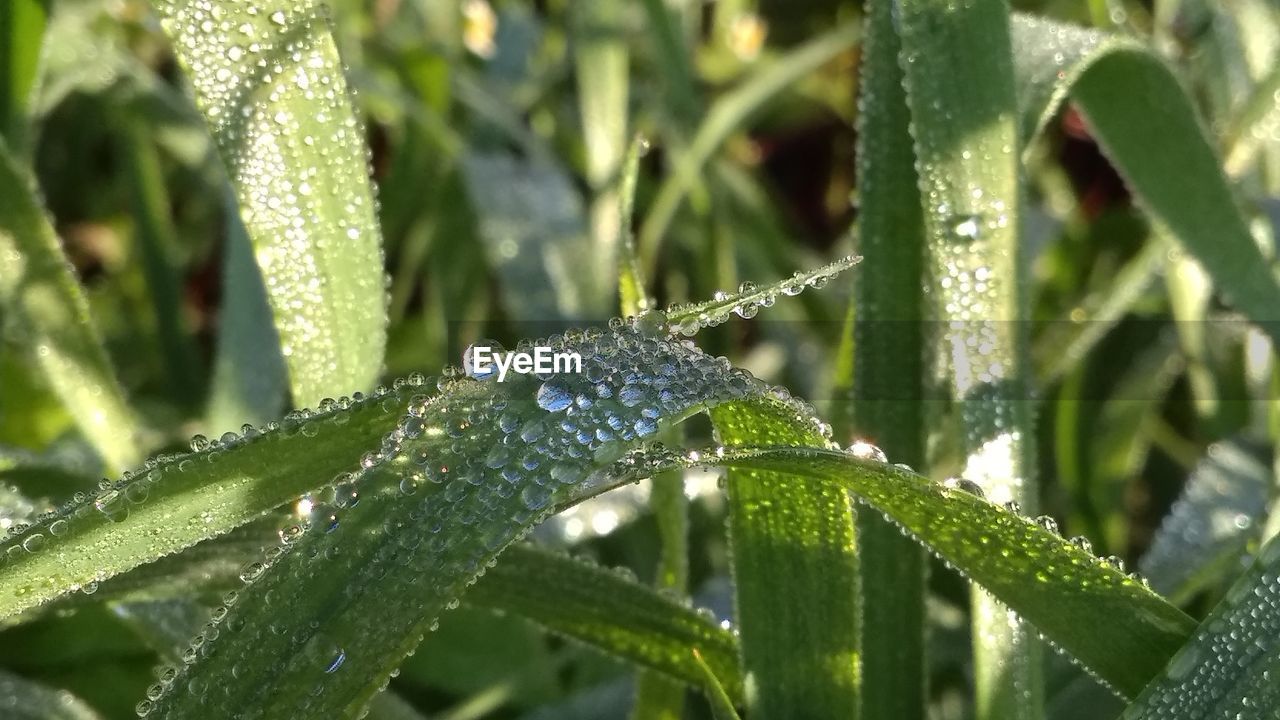 CLOSE-UP OF RAINDROPS ON PLANT