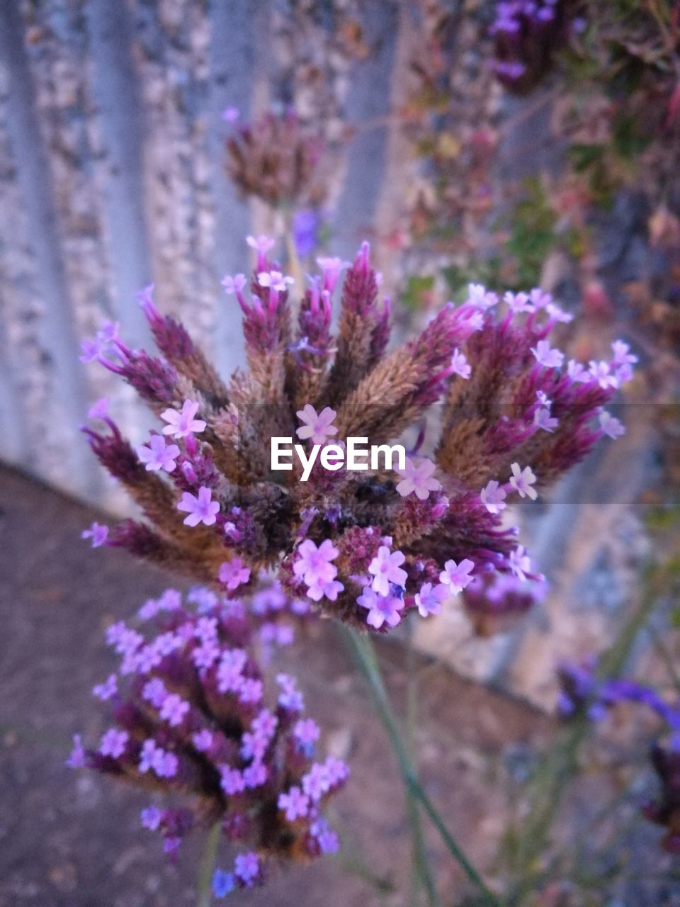 CLOSE-UP OF PURPLE FLOWERS IN GARDEN