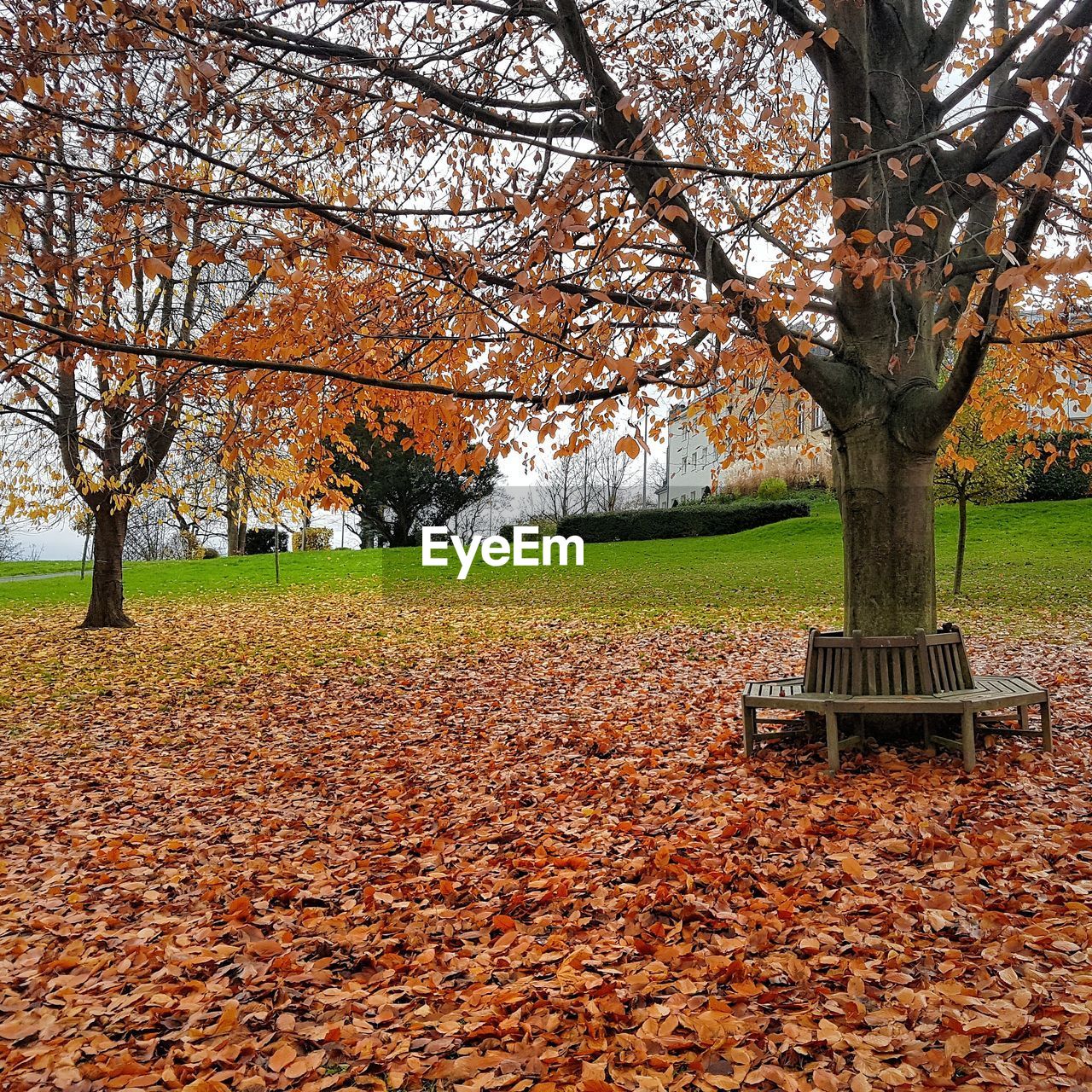 TREE IN PARK DURING AUTUMN