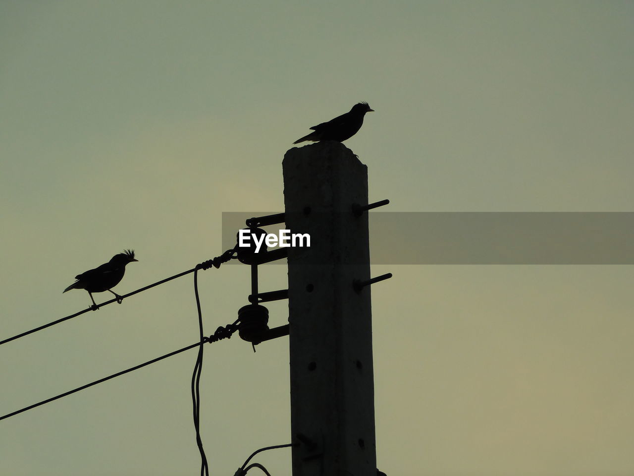 LOW ANGLE VIEW OF SILHOUETTE BIRDS PERCHING ON POLE AGAINST SKY