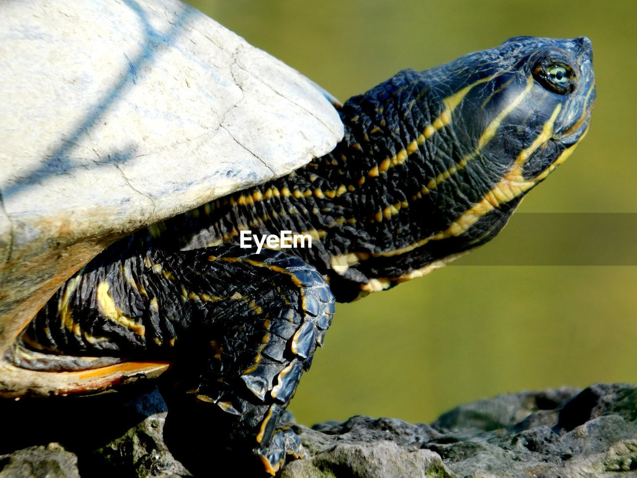 CLOSE-UP OF A TURTLE