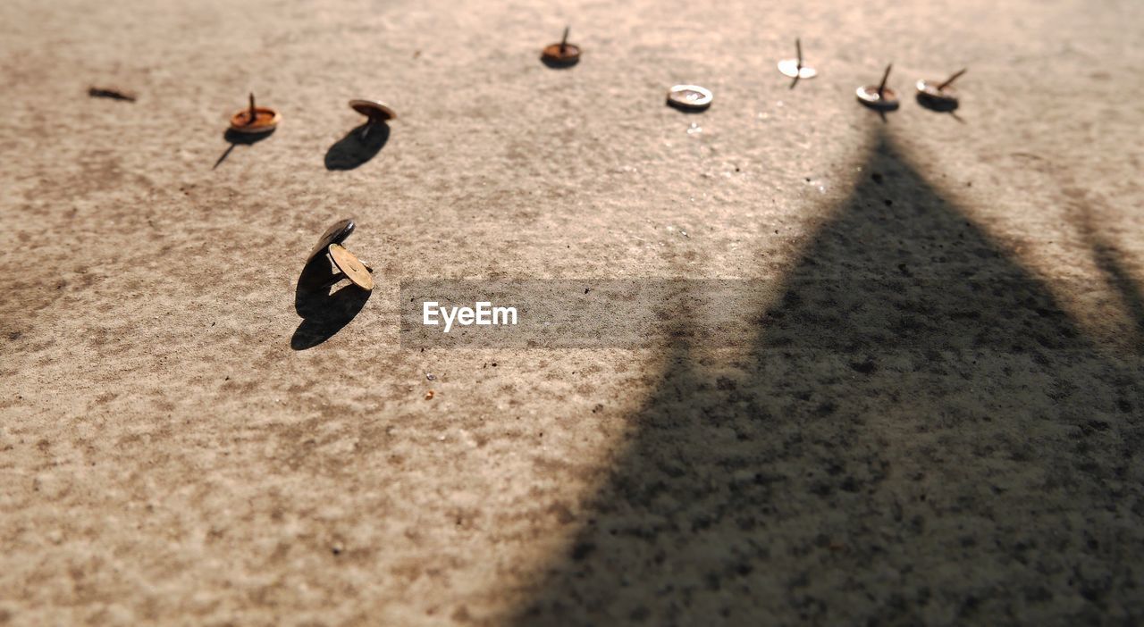 CLOSE-UP OF BIRDS ON SANDY BEACH