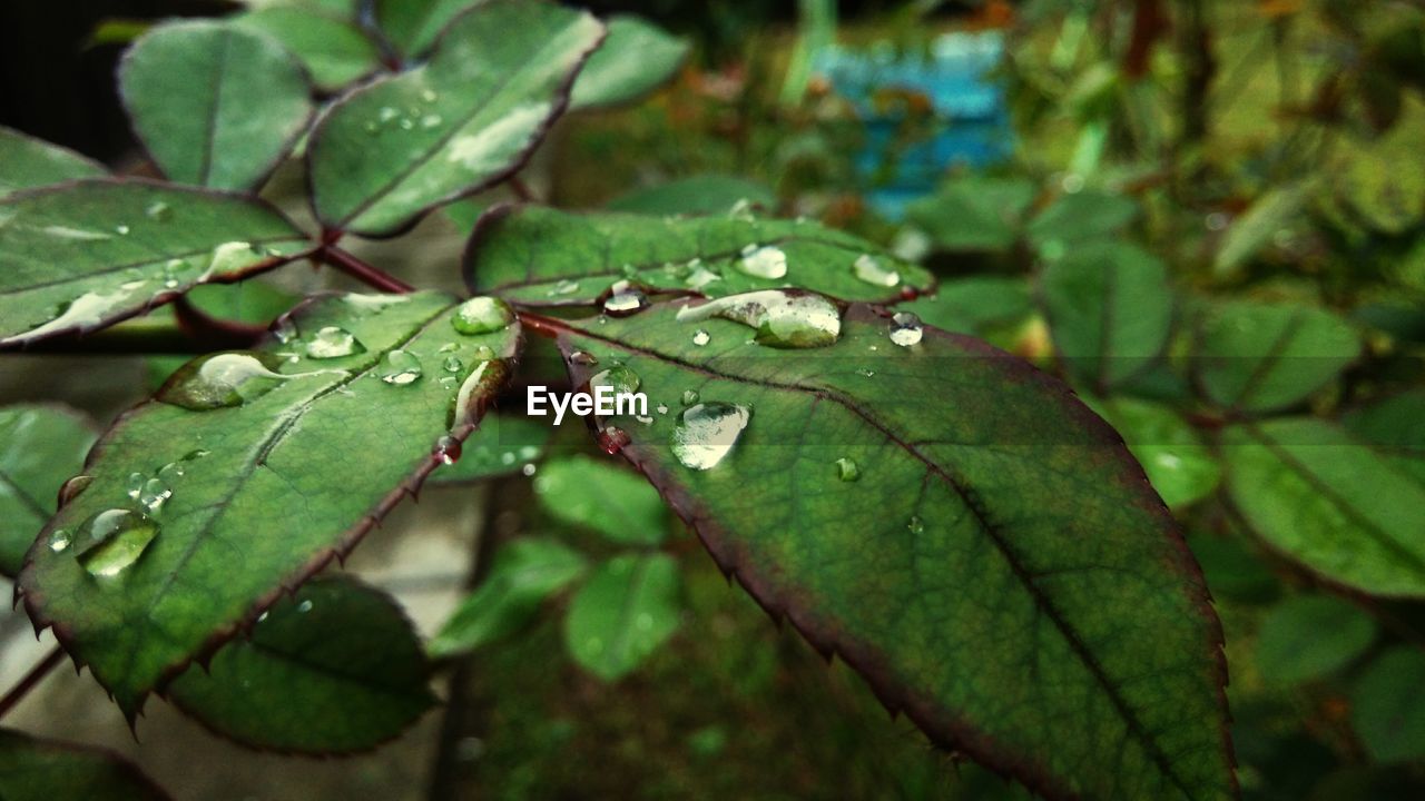 Close-up of leaves on leaf