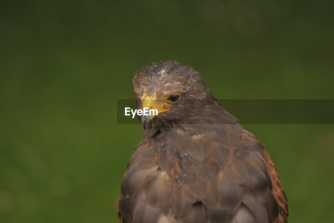 CLOSE-UP OF AN ANIMAL