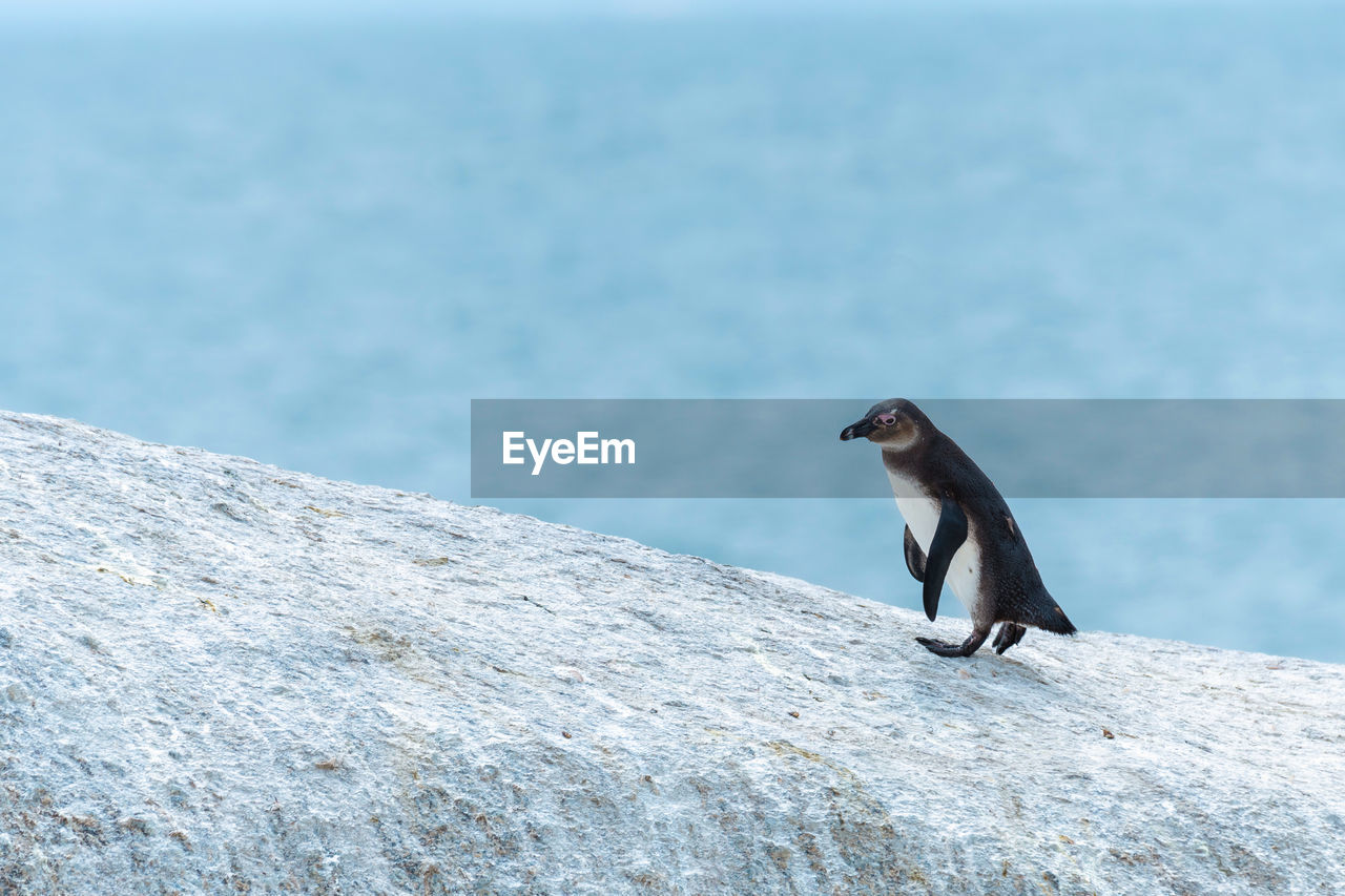 VIEW OF BIRD PERCHING ON ROCK